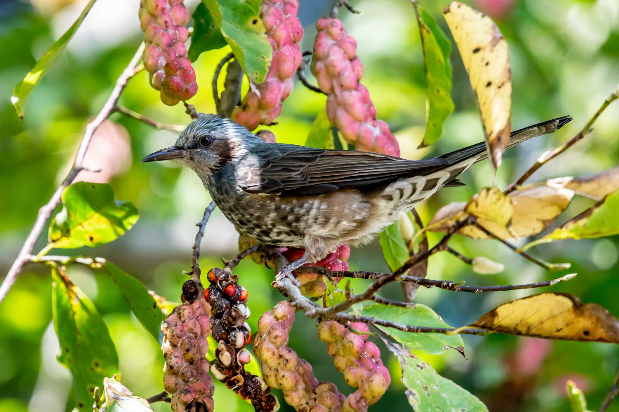 Photo of Brown-eared Bulbul at 金ヶ崎公園(明石市) by ときのたまお