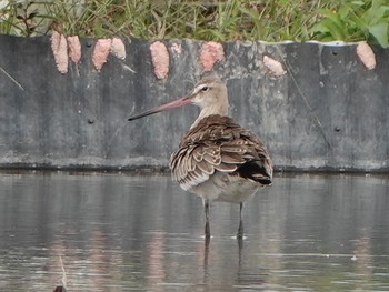 Black-tailed Godwit