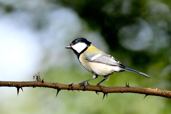 2019年10月26日(土) 浅羽ビオトープの野鳥観察記録