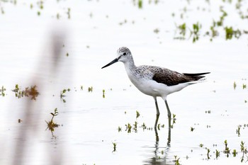 2019年10月26日(土) 伊佐沼の野鳥観察記録