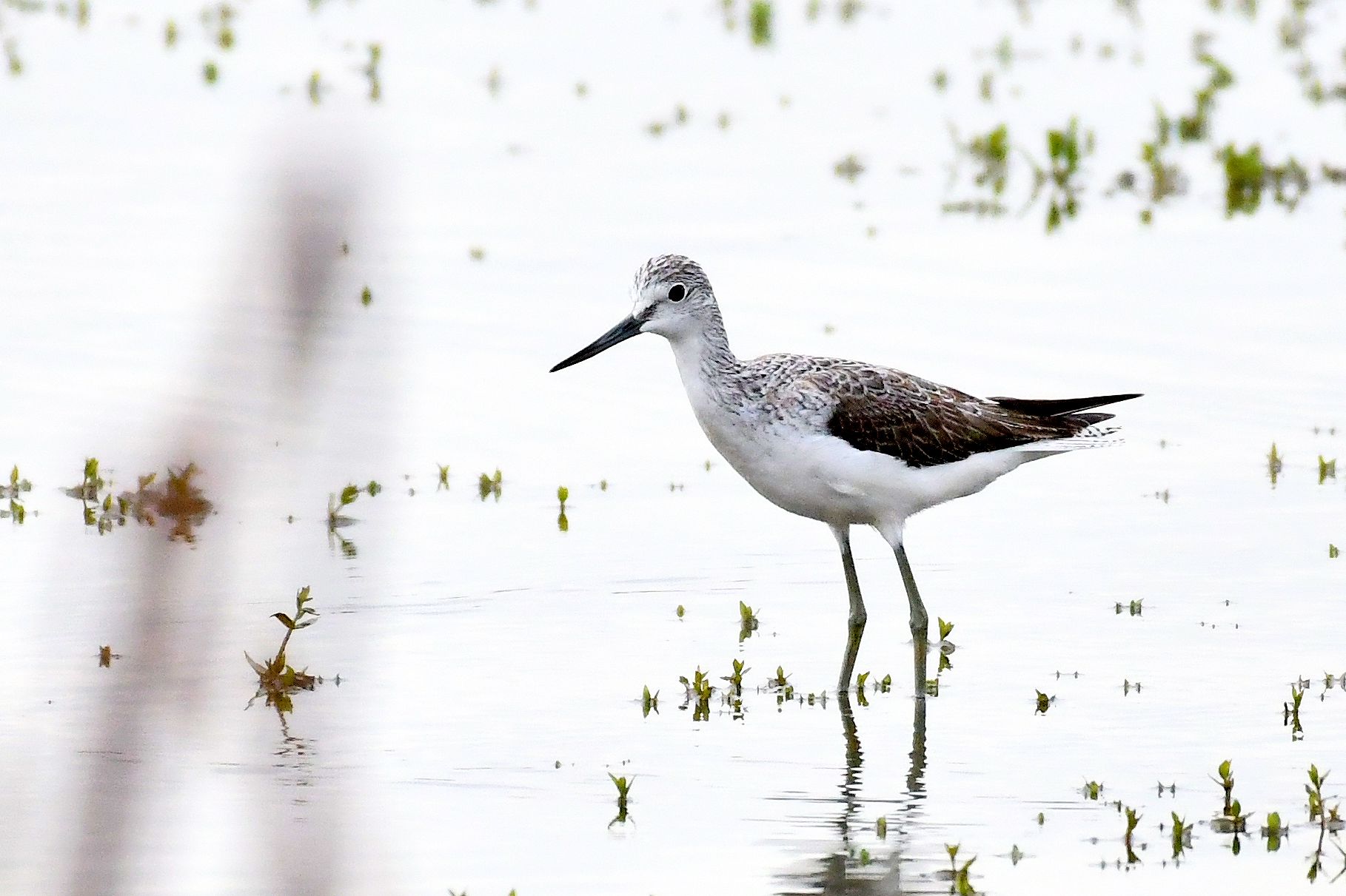 Common Greenshank