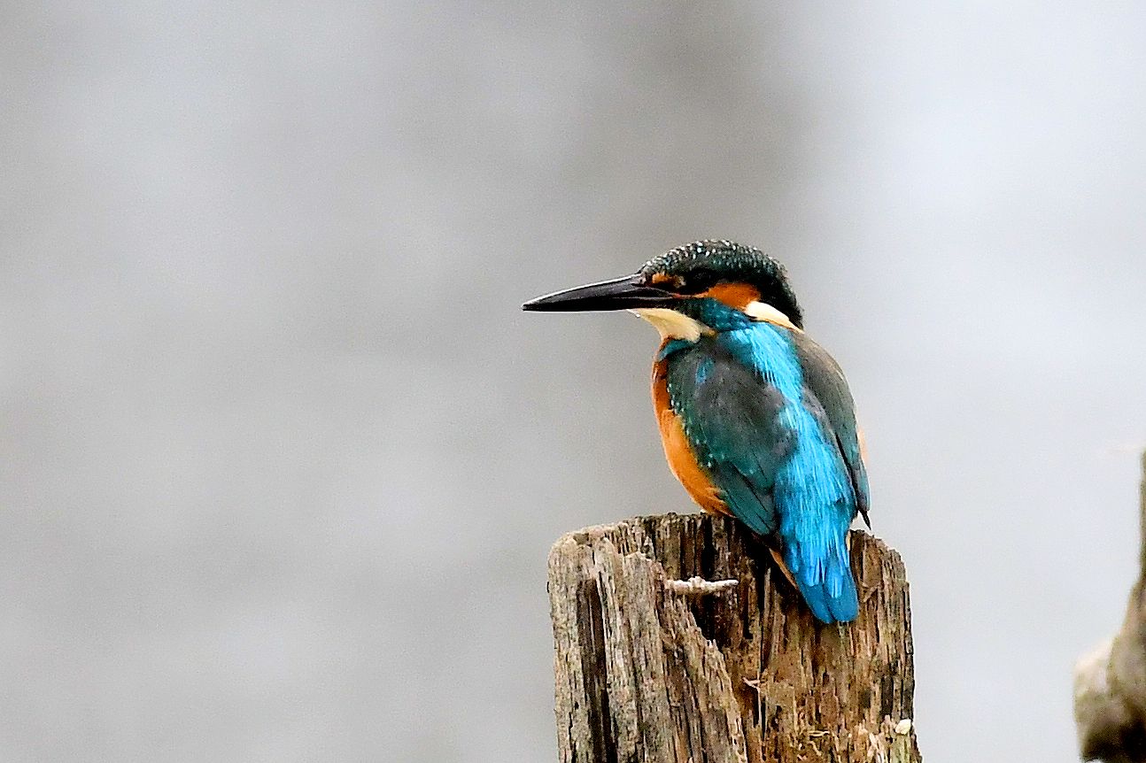 Common Kingfisher