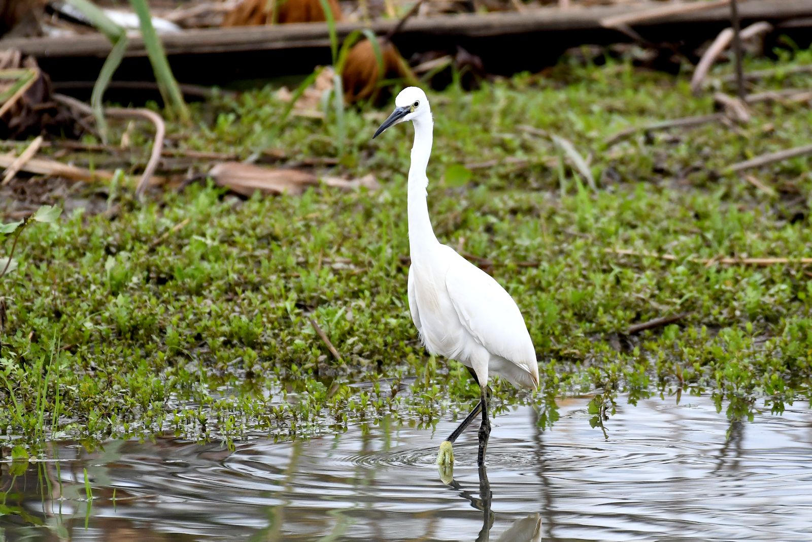 Little Egret