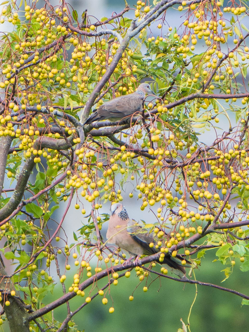 Photo of Spotted Dove at 関渡自然公園 by ryokawameister