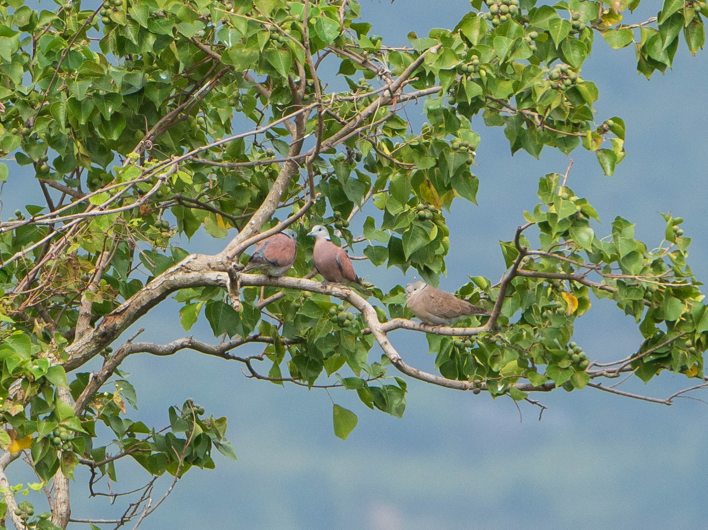 Photo of Red Collared Dove at 関渡自然公園 by ryokawameister