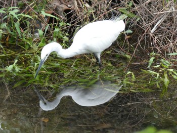 Little Egret 五条川 Fri, 10/11/2019