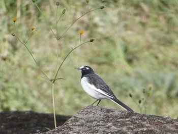 Japanese Wagtail ふるさと川公園 Sat, 10/26/2019