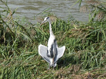 Grey Heron ふるさと川公園 Sat, 10/26/2019