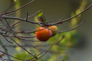 Warbling White-eye 岡山県 Sat, 10/26/2019