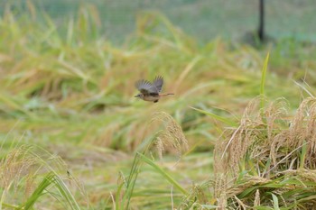 ノビタキ 岡山県 2019年10月26日(土)