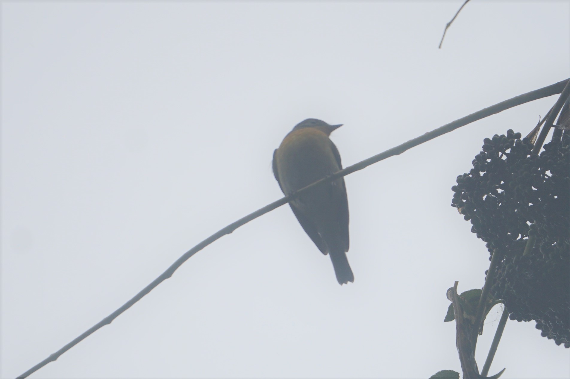 Mugimaki Flycatcher