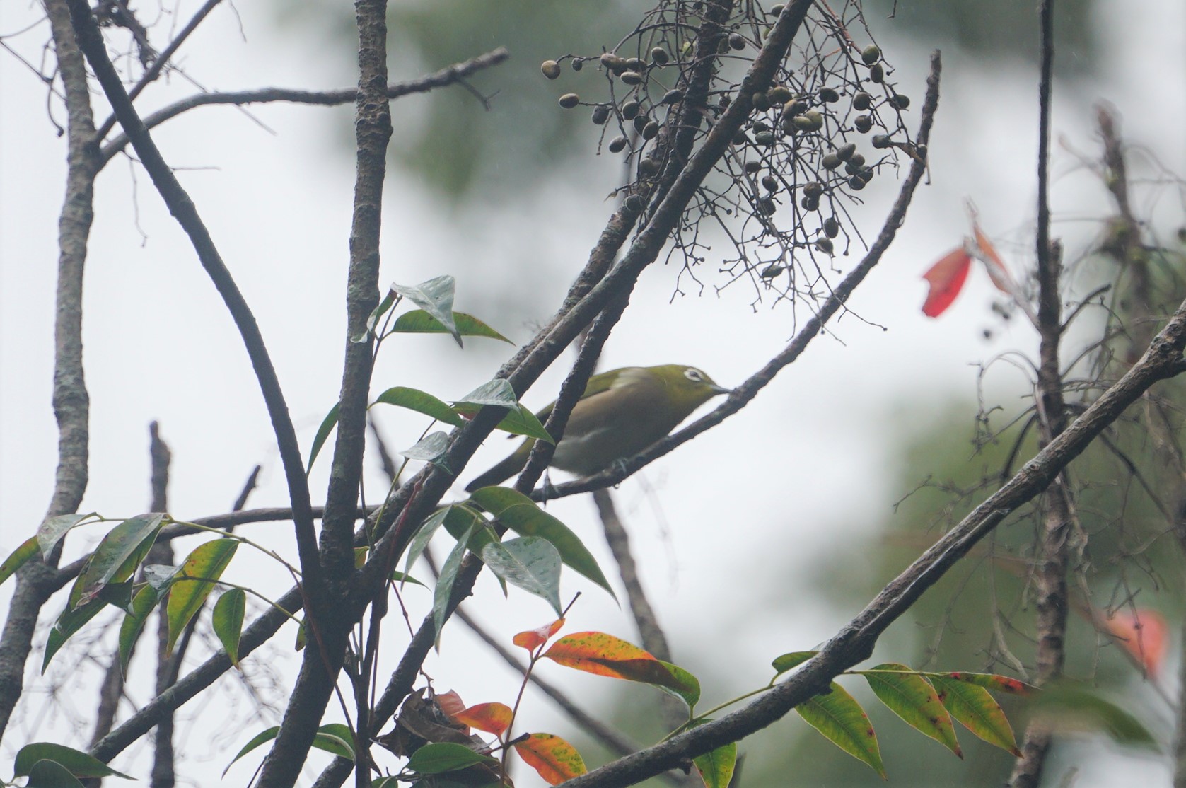 Photo of Warbling White-eye at 菊水山 by マル