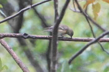 Asian Brown Flycatcher 菊水山 Fri, 10/25/2019