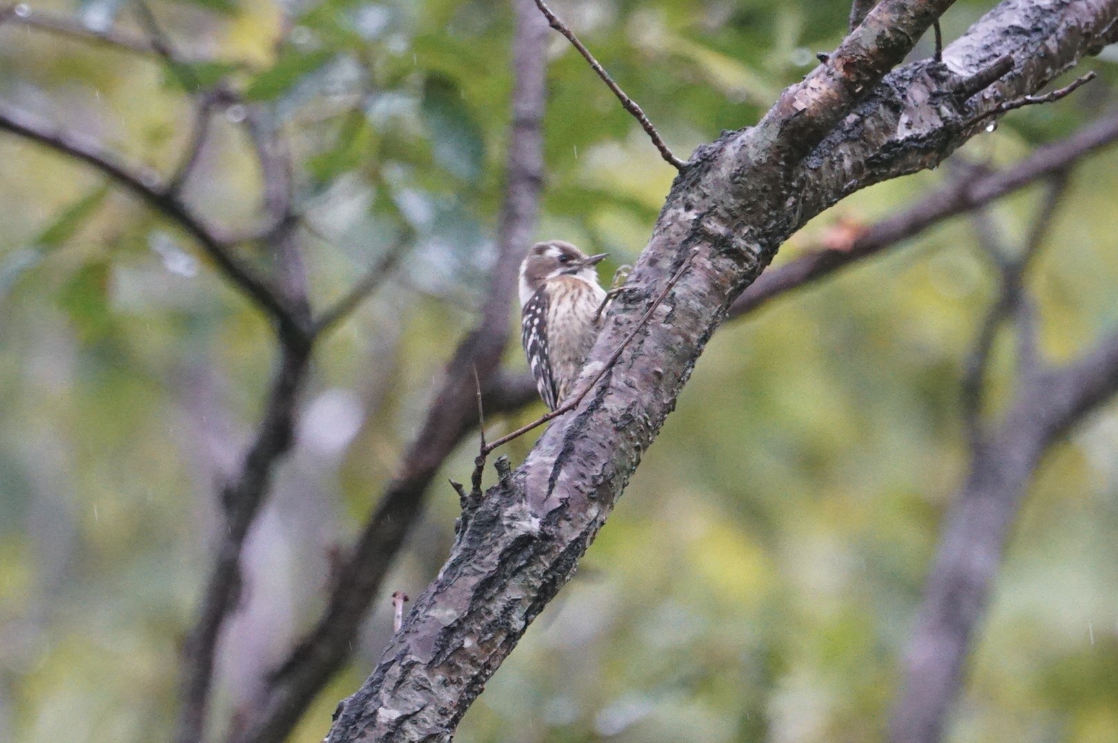 Photo of Japanese Pygmy Woodpecker at 菊水山 by マル