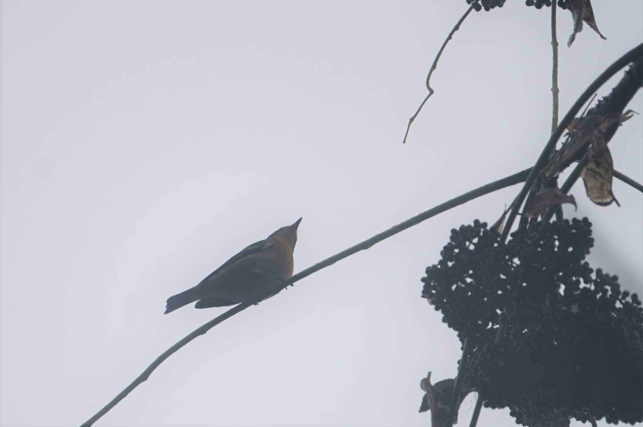 Mugimaki Flycatcher