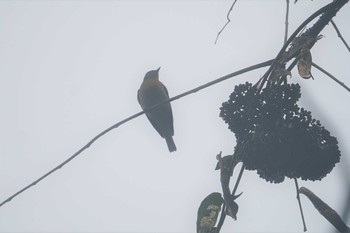 Mugimaki Flycatcher 菊水山 Fri, 10/25/2019