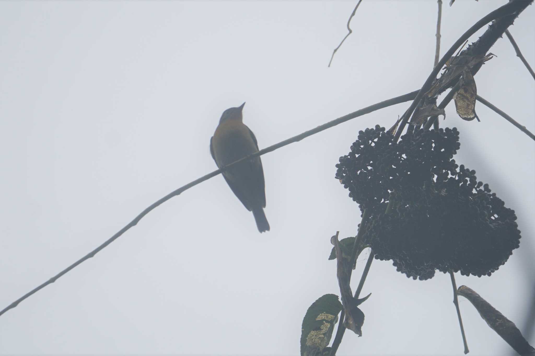 Photo of Mugimaki Flycatcher at 菊水山 by マル