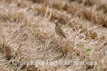 Richard's Pipit Ishigaki Island Sat, 10/26/2019