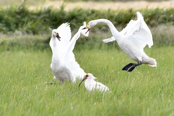 コハクチョウ 佐渡島 2019年10月21日(月)