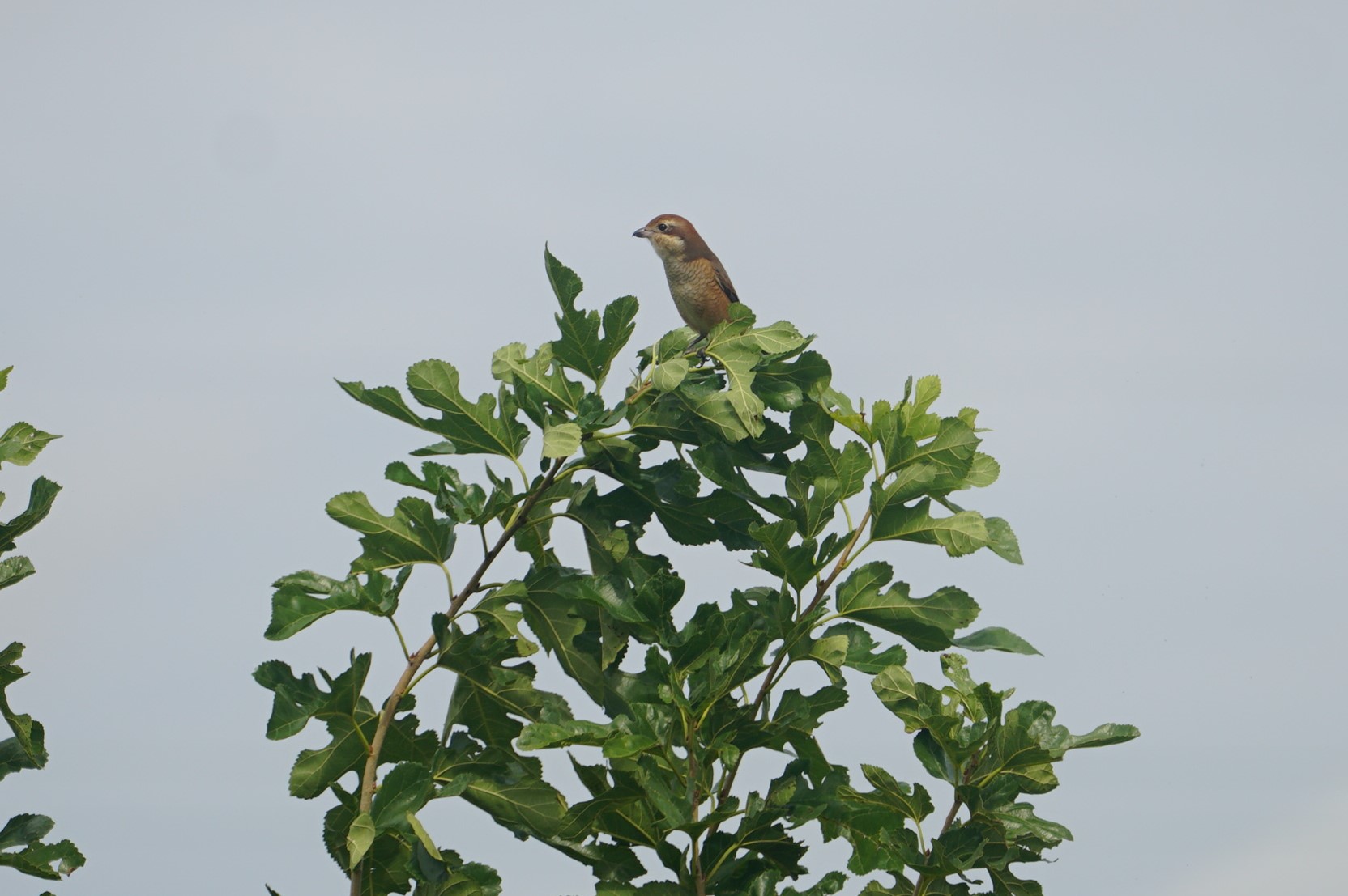 Bull-headed Shrike