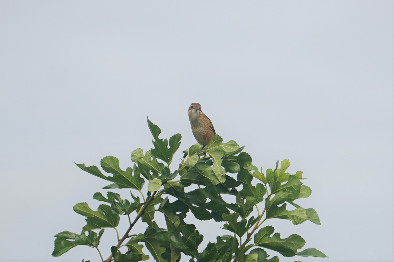 Bull-headed Shrike