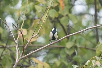 シジュウカラ 尼崎市農業公園 2019年10月26日(土)