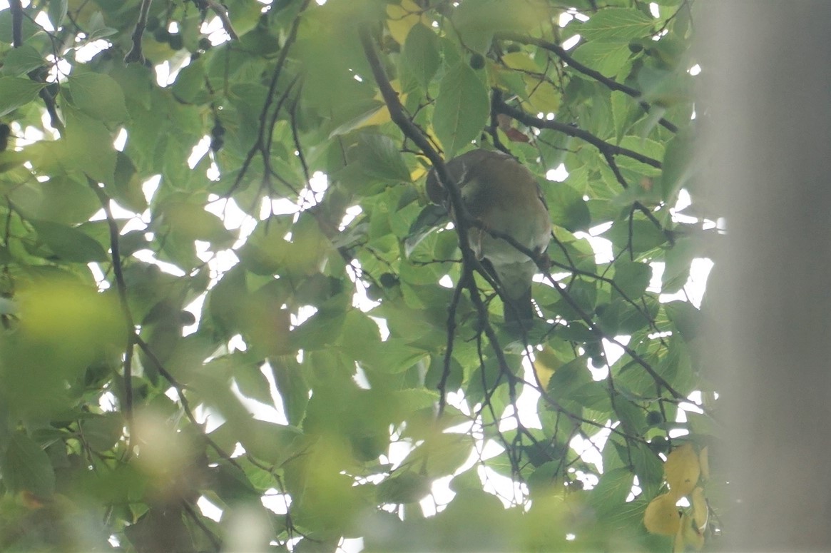 Eyebrowed Thrush