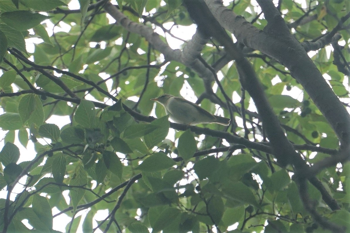 Photo of Kamchatka Leaf Warbler at 尼崎市農業公園 by マル