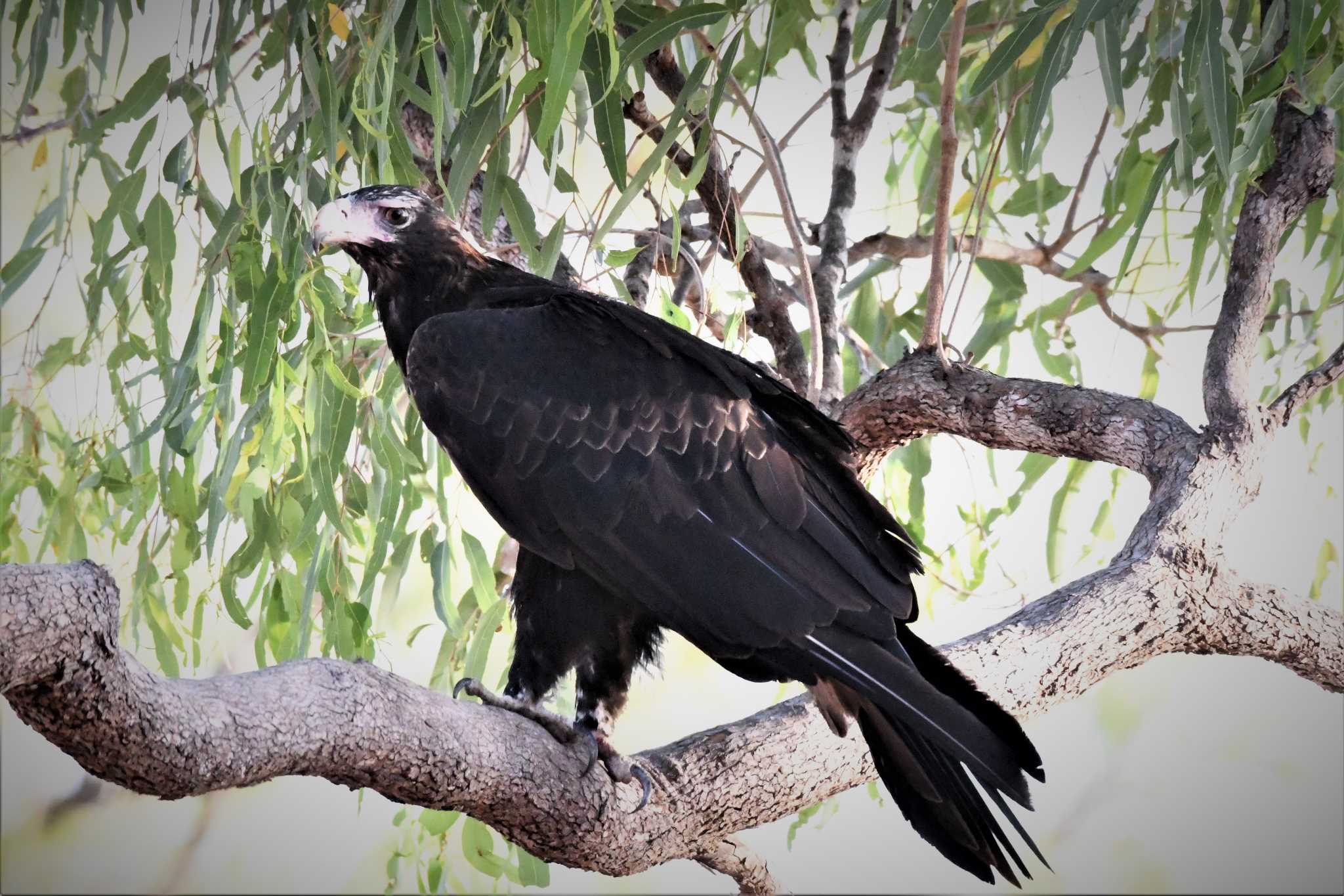 Photo of Wedge-tailed Eagle at オーストラリア,ケアンズ～アイアインレンジ by でみこ