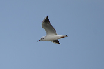 2019年10月27日(日) 多摩川二ヶ領宿河原堰の野鳥観察記録