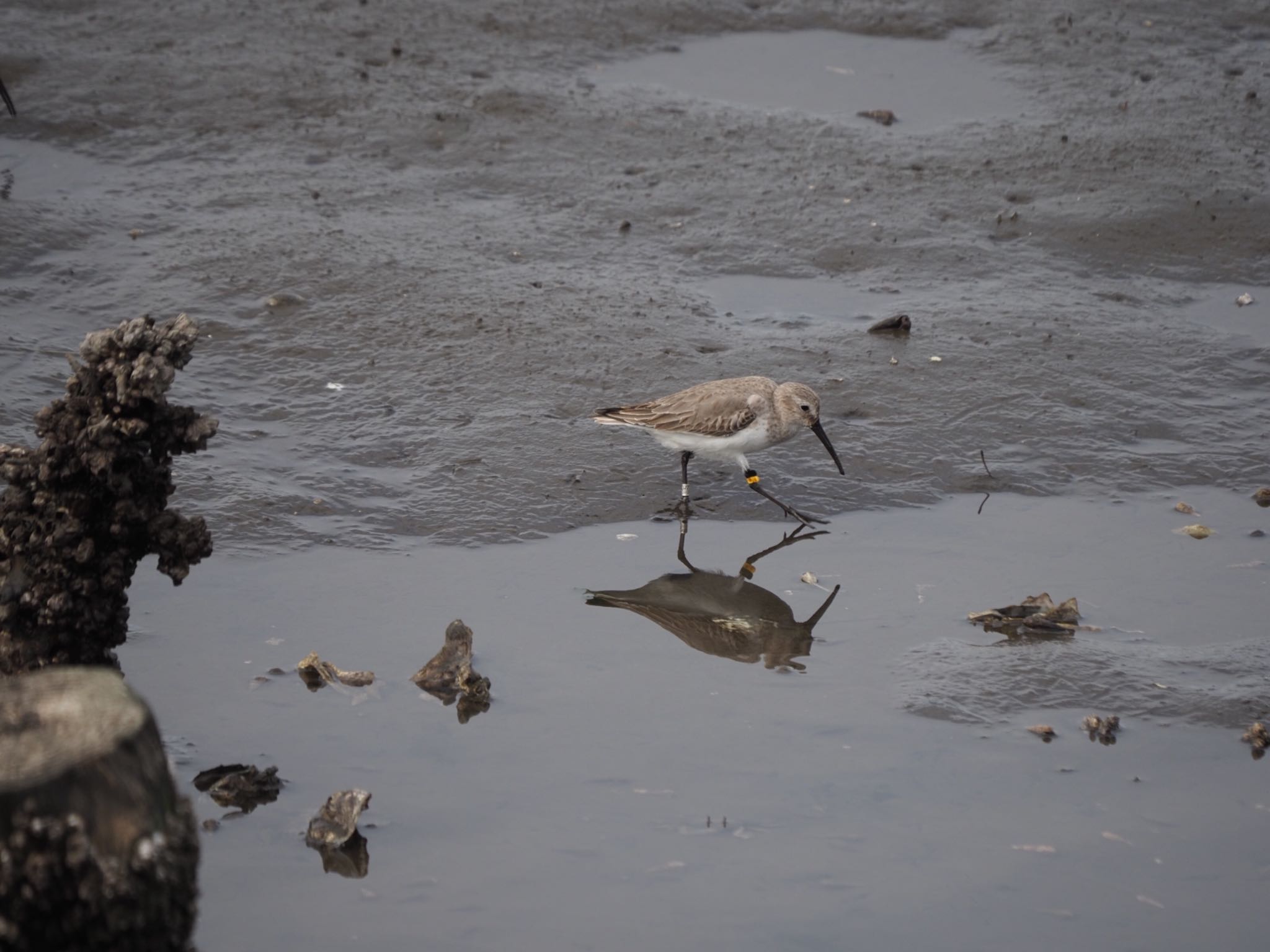 Dunlin