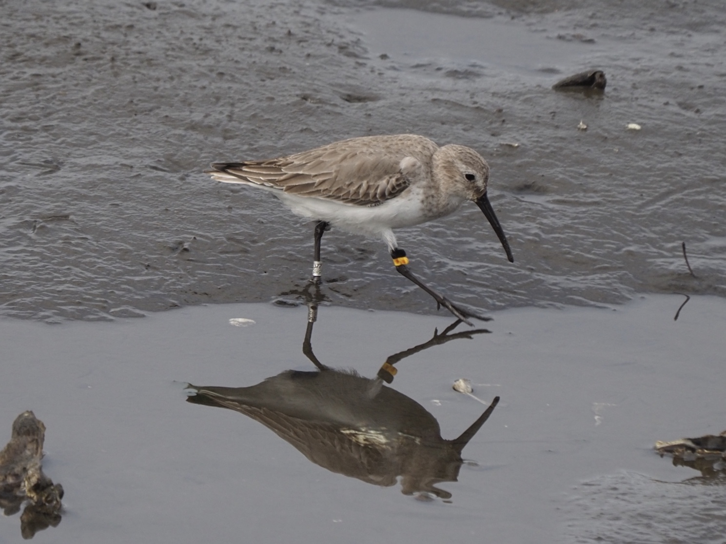 Photo of Dunlin at Yatsu-higata by ふなきち