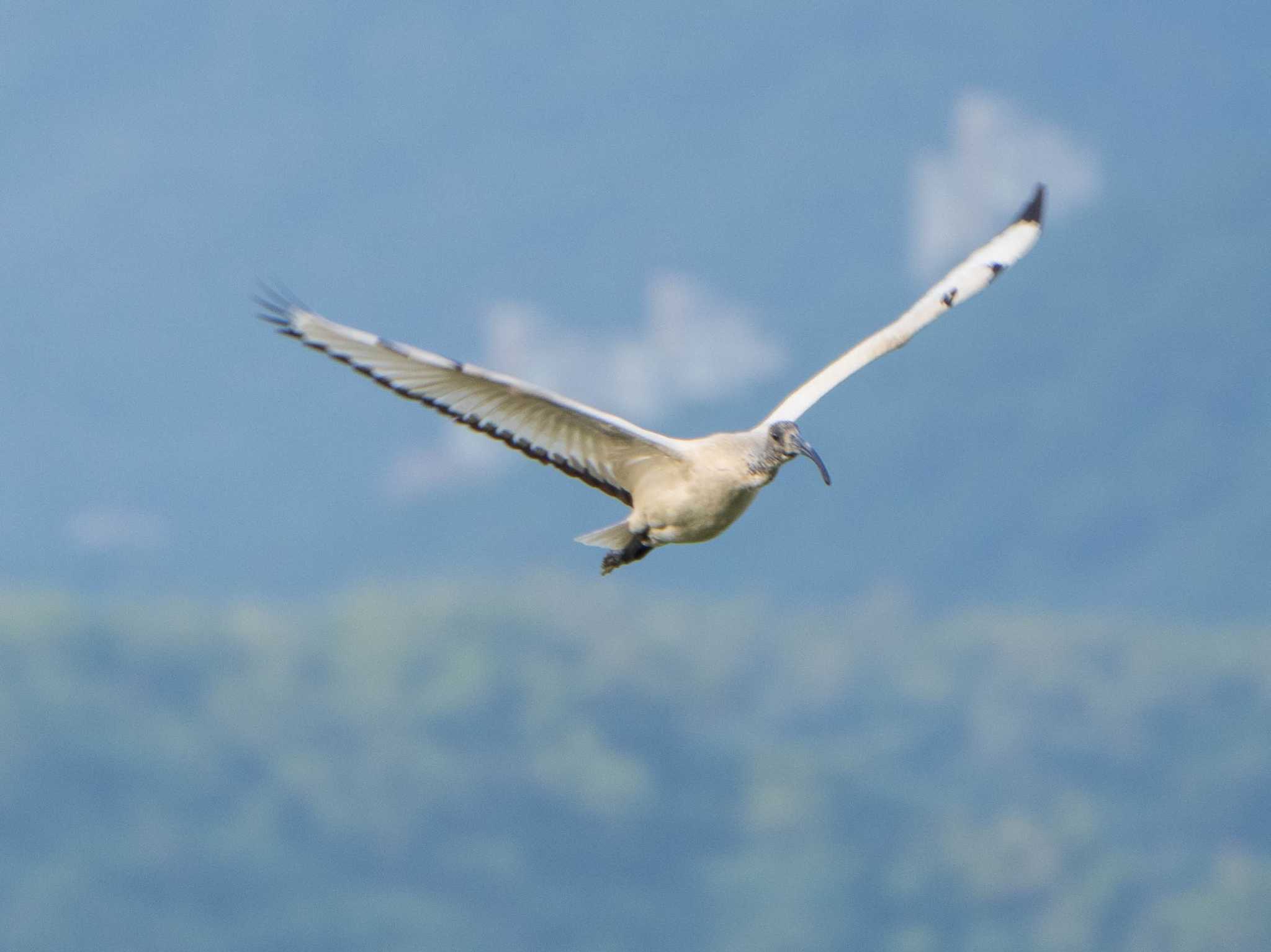 関渡自然公園 アフリカクロトキの写真 by ryokawameister