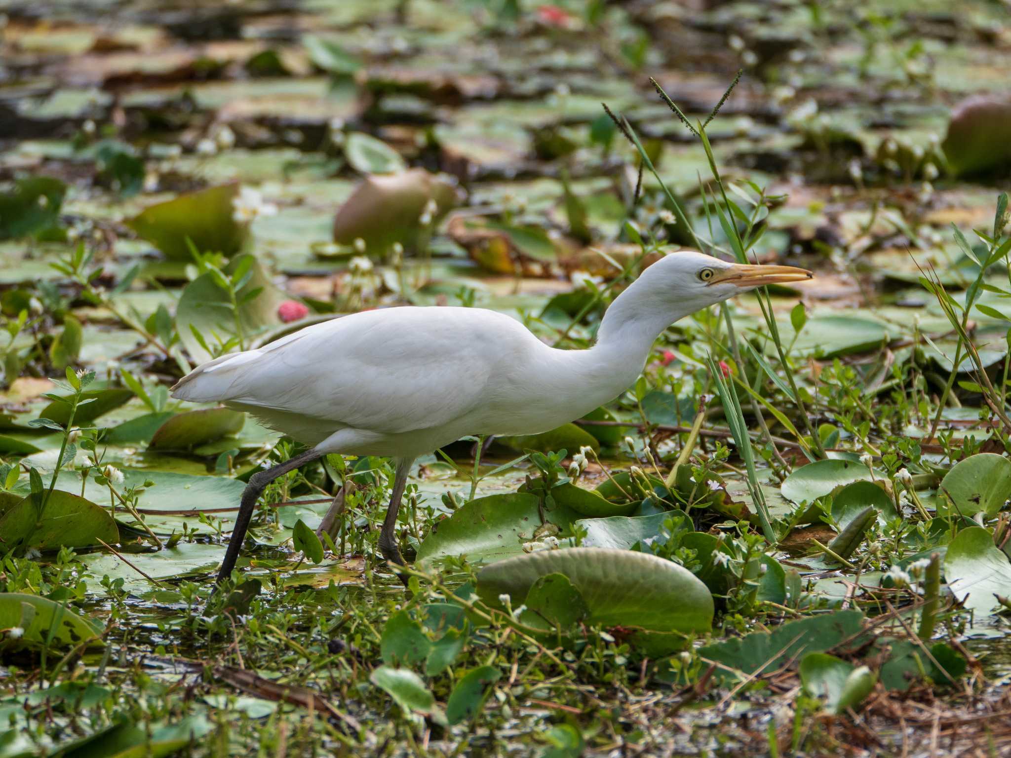 関渡自然公園 アマサギの写真 by ryokawameister