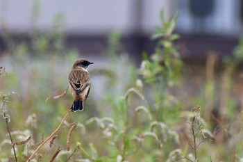 ノビタキ 場所が不明 2019年10月11日(金)