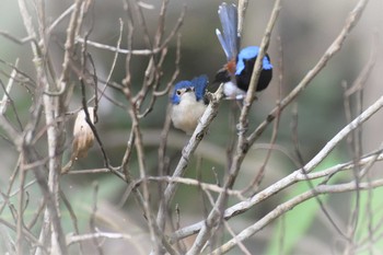 2019年10月15日(火) オーストラリア,ケアンズ～アイアインレンジの野鳥観察記録