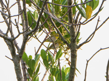 Swinhoe's White-eye