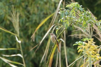 2019年10月27日(日) 東京港野鳥公園の野鳥観察記録