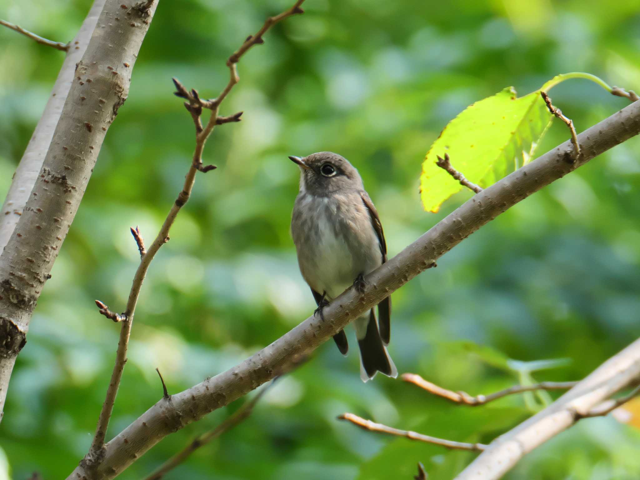 Photo of Dark-sided Flycatcher at 神戸市西区 by 禽好き