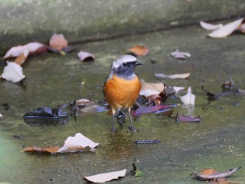 2019年10月27日(日) 神戸市西区の野鳥観察記録