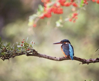 カワセミ 場所が不明 2019年10月21日(月)