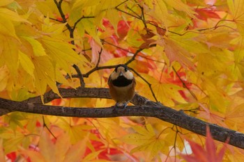 ヤマガラ 北海道滝川市 2019年10月27日(日)