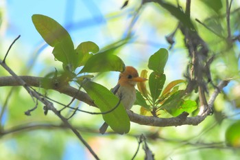 Yellow-billed Kingfisher