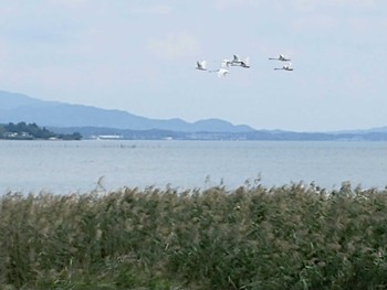 2019年10月27日(日) 宍道湖グリーンパークの野鳥観察記録