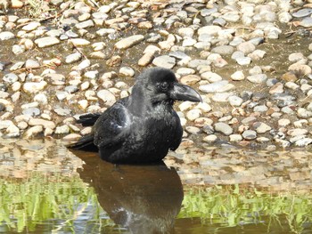 ハシブトガラス 水元公園 2019年10月23日(水)