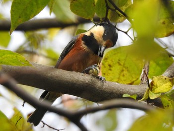 Varied Tit かさはら潮見の森 Sun, 10/27/2019