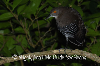 Slaty-legged Crake Ishigaki Island Sat, 10/26/2019