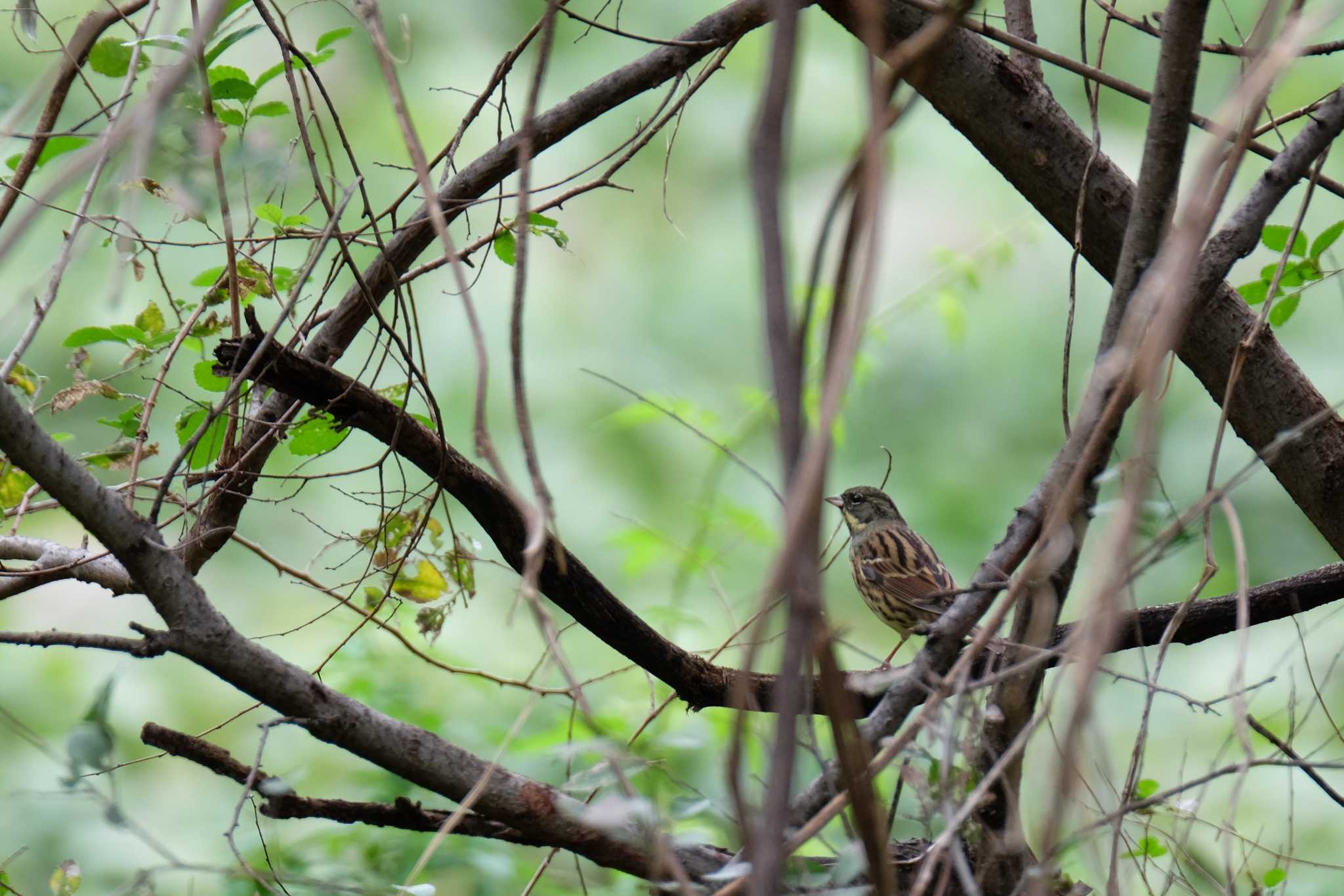 東京港野鳥公園 アオジの写真 by toru