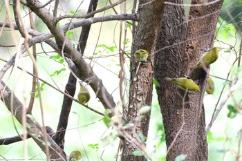 Sun, 10/27/2019 Birding report at Tokyo Port Wild Bird Park