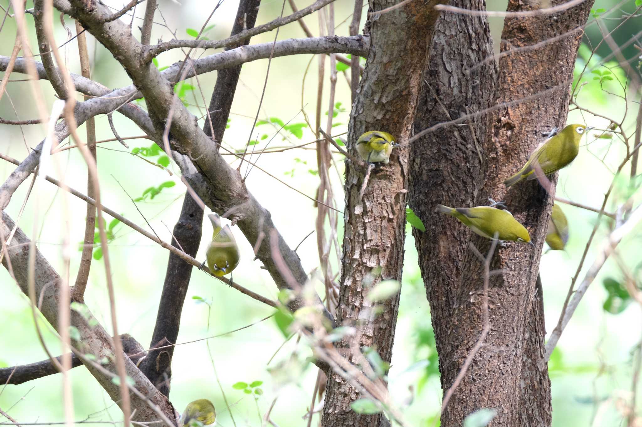 東京港野鳥公園 メジロの写真 by toru